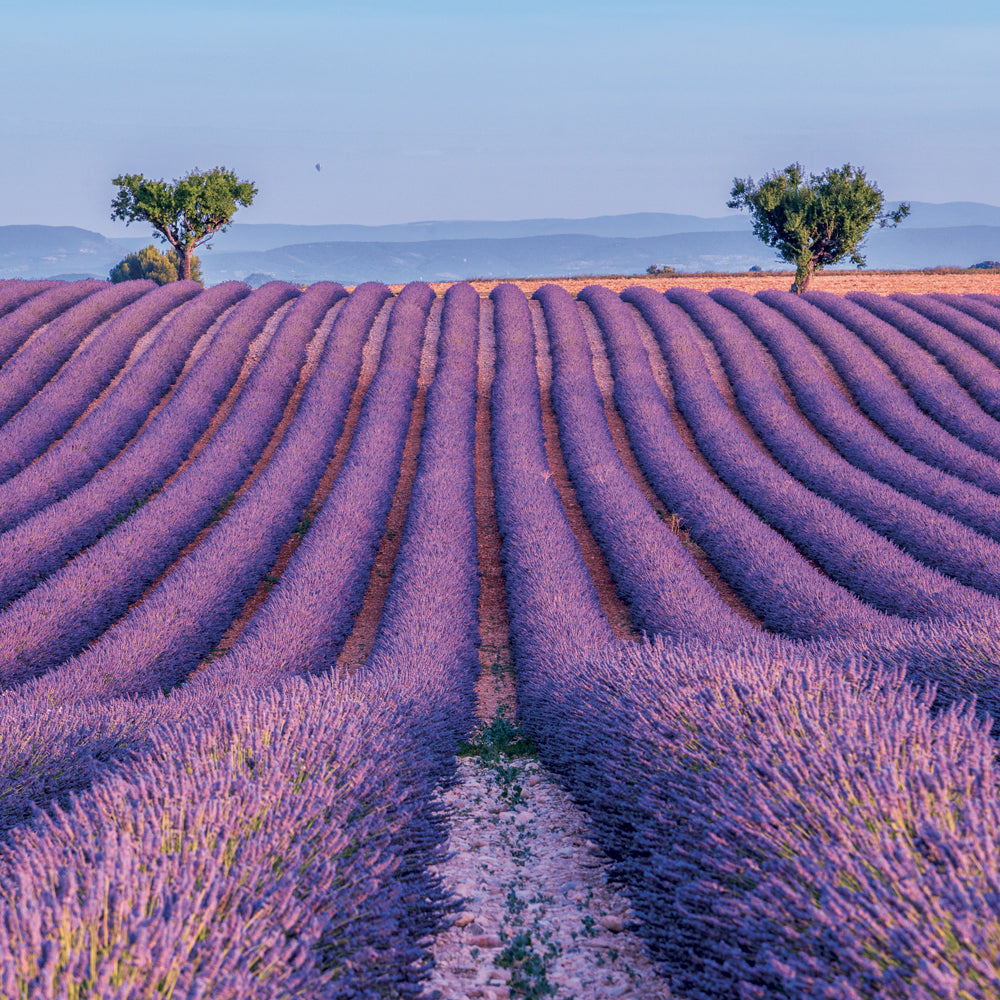 Poznámkový kalendář Provence 2027, 30 x 30 cm