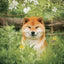 Poznámkový kalendář Happy Doge 2027, 30 x 30 cm