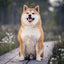 Poznámkový kalendář Happy Doge 2027, 30 x 30 cm