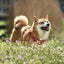 Poznámkový kalendář Happy Doge 2027, 30 x 30 cm