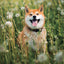 Poznámkový kalendář Happy Doge 2027, 30 x 30 cm