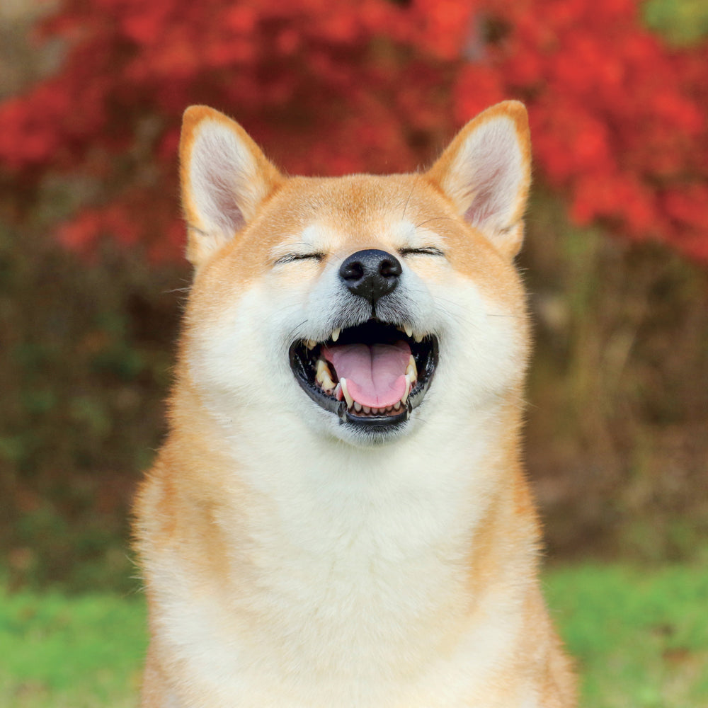Poznámkový kalendář Happy Doge 2027, 30 x 30 cm