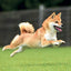 Poznámkový kalendář Happy Doge 2027, 30 x 30 cm