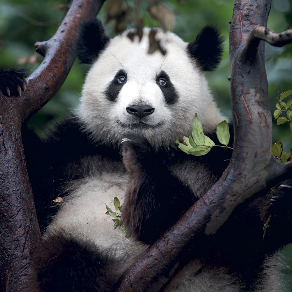 Poznámkový kalendář Ohrožené druhy 2027, PLASTIC FREE, 30 x 30 cm